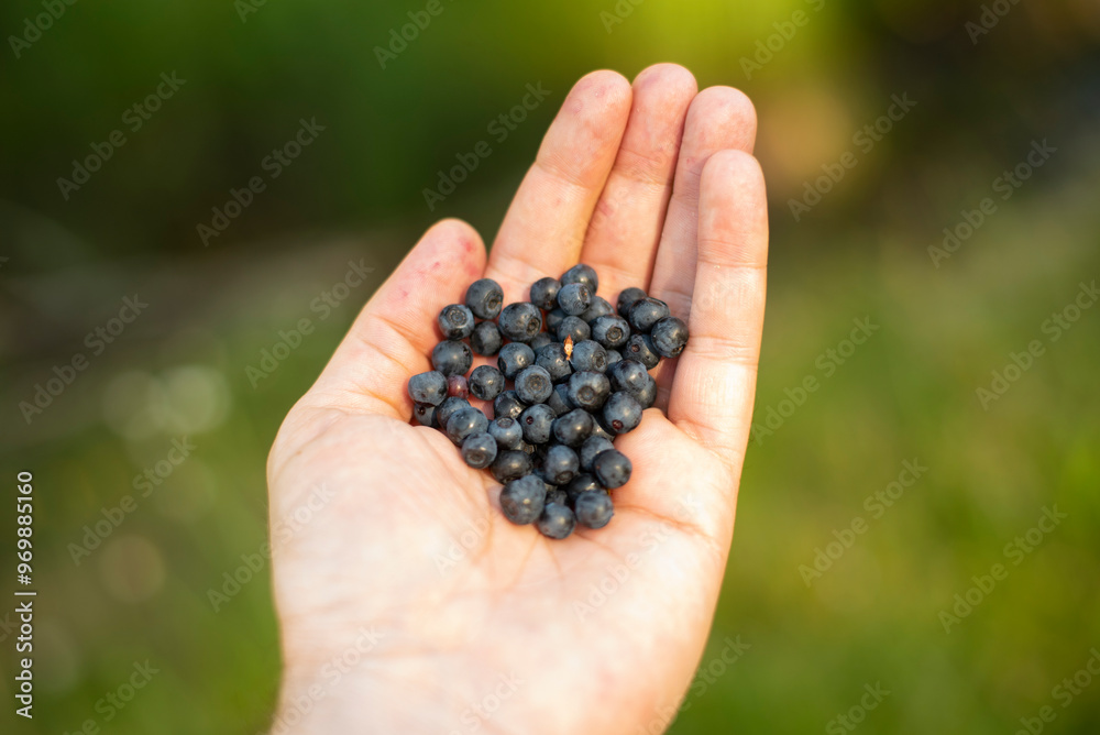 Man's hand holding freshly collected blueberries from mountain meadow Man's hand holding freshly collected blueberries from mountain meadow