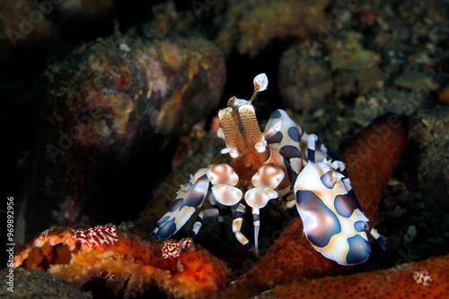 Harlequin Shrimp (Hymenocera elegans) Feeding on a Sea Star. Ambon, Indonesia photo