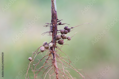 Nodules of soybean roots. Atmospheric nitrogen-fixing bacteria live inside.