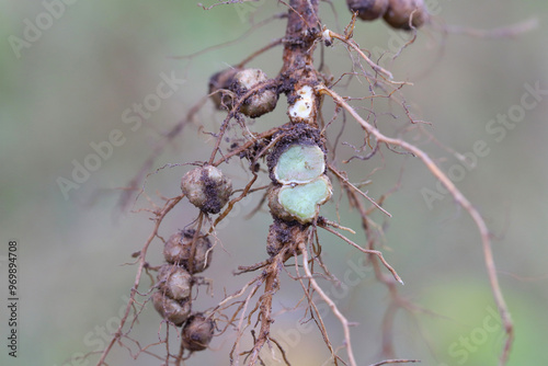 Nodules of soybean roots. Atmospheric nitrogen-fixing bacteria live inside. Two nodule cut, Cross-section and inside visible.