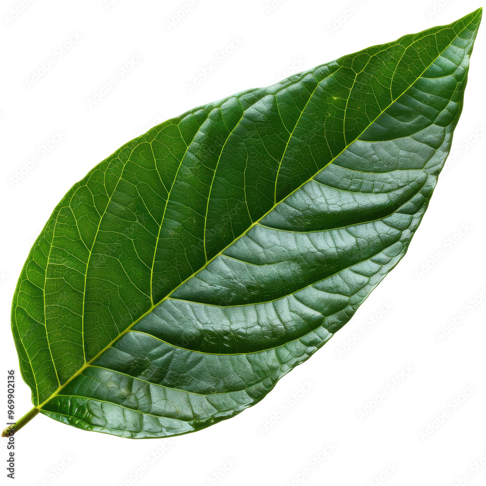 Obraz premium High-quality green leaf with intricate vein patterns, perfect for nature-themed projects and organic designs.