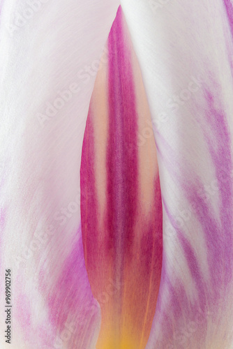 Mesmerizing macro view of delicate tulip petal