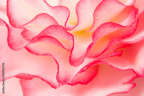 Pink begonia Petals in Soft Focus Macro Photography