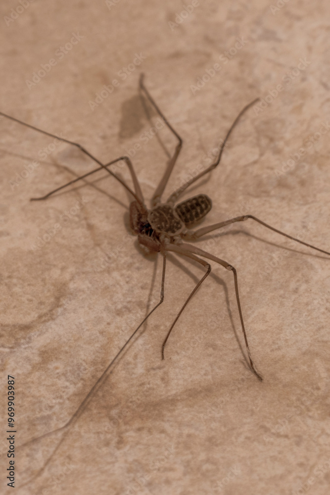 Scorpion spider on the ground cave insect in Mexico. Scorpion spider on the ground cave insect in Mexico.