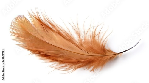 Single brown feather isolated on white background. photo