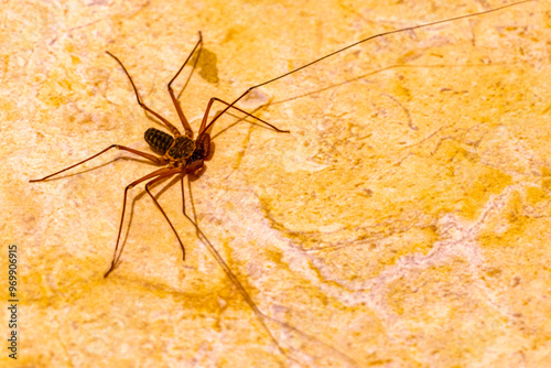 Scorpion spider on the ground cave insect in Mexico. photo