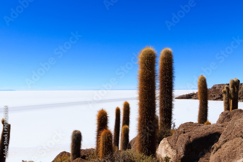 Salar de Uyuni view from Isla Incahuasi photo