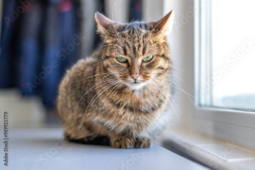 Wallpaper Mural The cat is in the room on the table near the window Torontodigital.ca