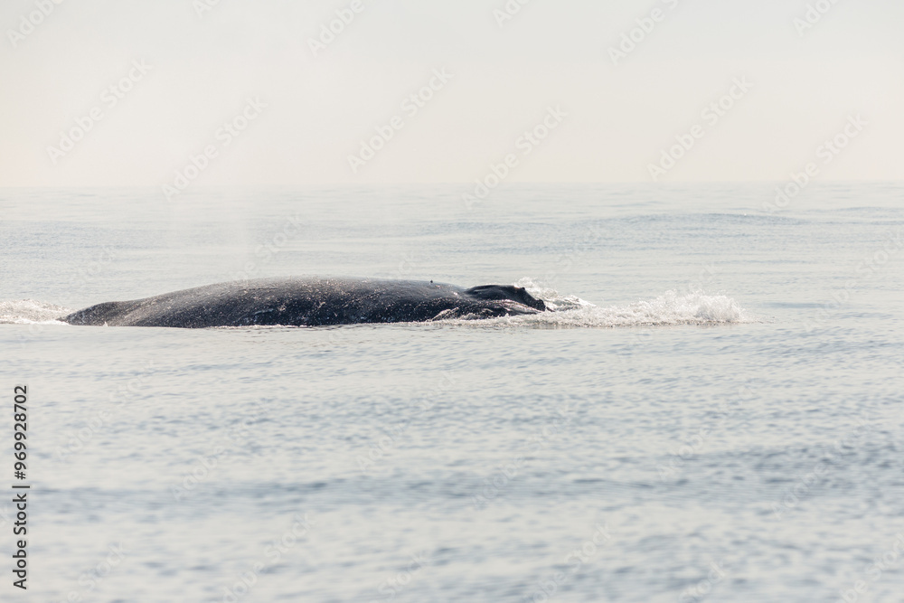 Obraz premium migration of humpback whales in the sea of ​​Rio de Janeiro.
