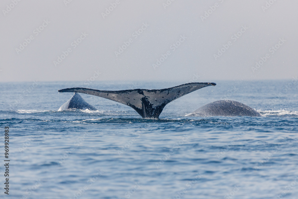 Obraz premium migration of humpback whales in the sea of ​​Rio de Janeiro.