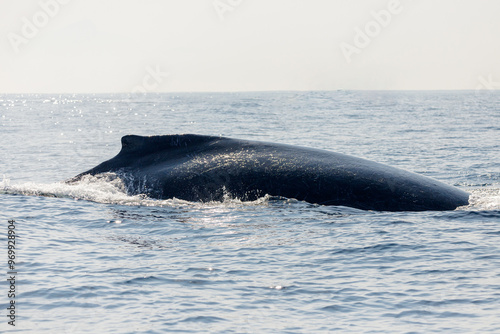 migration of humpback whales in the sea of ​​Rio de Janeiro.