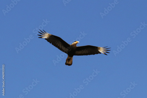 Carcará no céu de Caldas Novas - GO - Brasil 