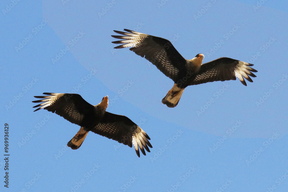 Fototapeta premium Casal de carcará no céu de Caldas Novas - GO - Brasil