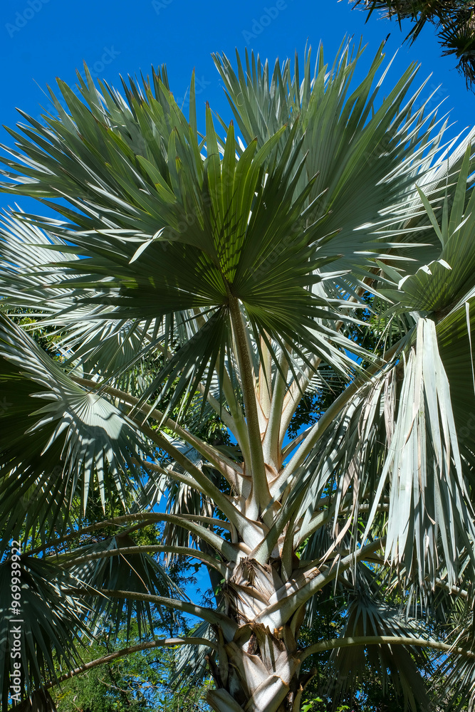 Fototapeta premium Beautiful high Palm Trees, Arecaceae, Palmae