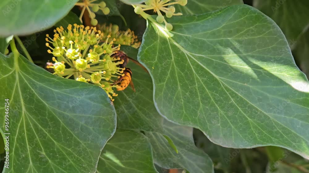 European Hornet, collecting pollen (Vespa crabro) - (4K) European Hornet, collecting pollen (Vespa crabro) - (4K)