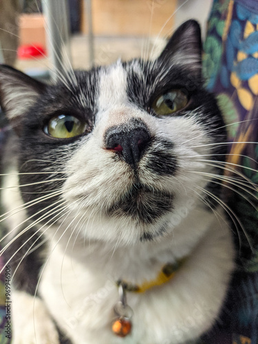 black and white cat, cat with eyes, cat in the house, tuxedo cat
