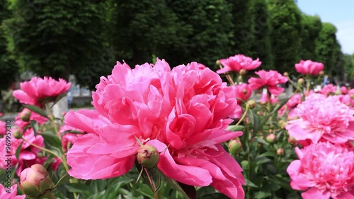 A bush of huge pink peonies sway in the wind. B roll