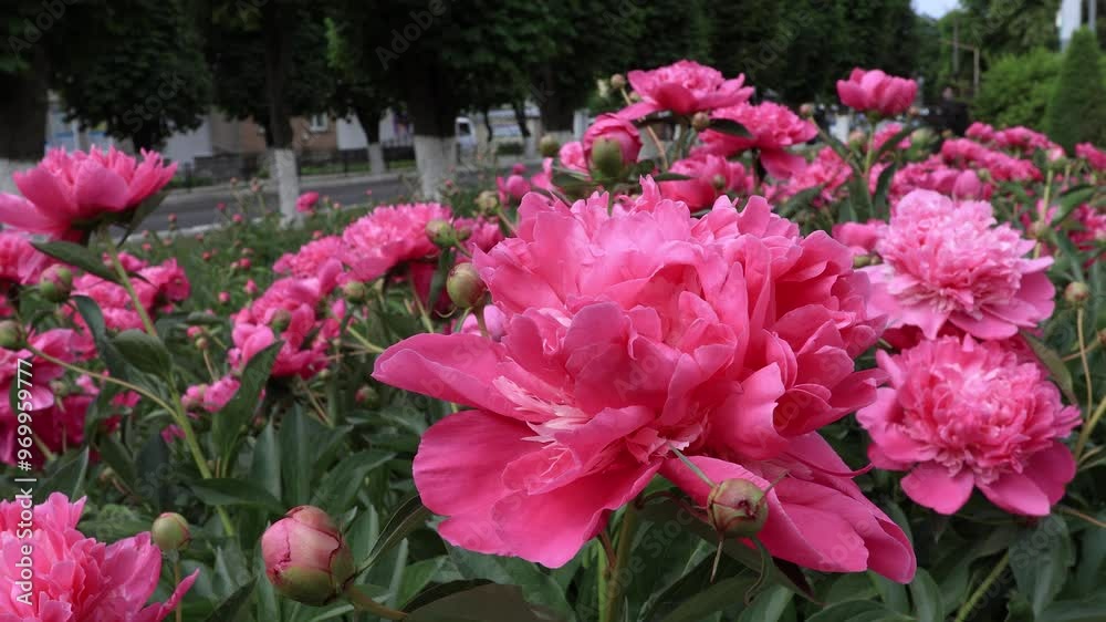 A bush of huge pink peonies sway in the wind. B roll A bush of huge pink peonies sway in the wind. B roll