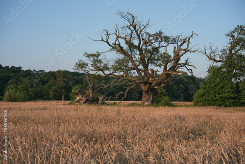 The Rogalin Landscape Park. Poznan. Greater Poland photo