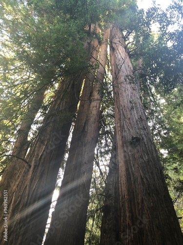 Redwood 