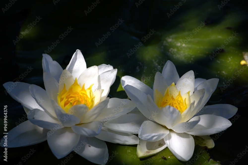 A pair of snow-white water lilies in the water of a pond A pair of snow-white water lilies in the water of a pond