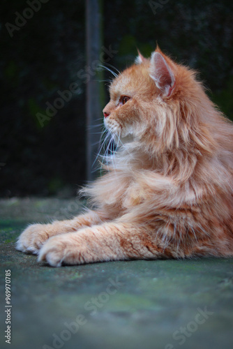 Red cat sitting on the floot photo