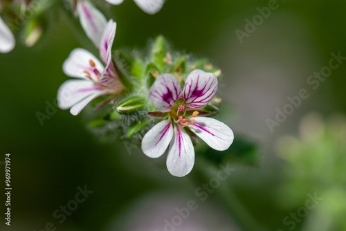 Austral storksbill, Pelargonium australe
