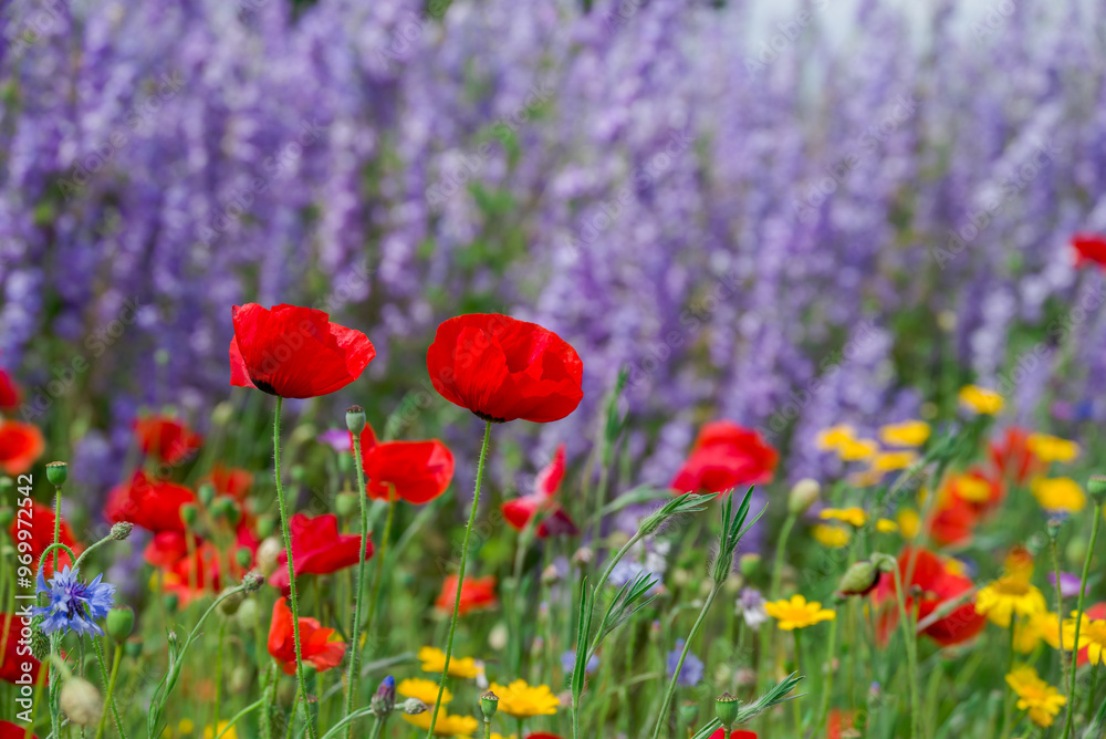 Fototapeta premium beautiful flowers growing on Confetti fields