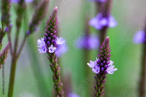 American vervain, Verbena hastata