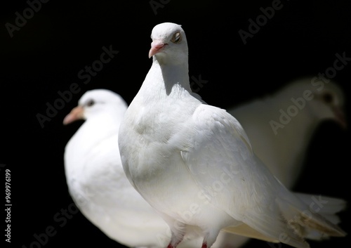 Three white doves on a black background