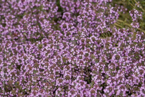  Photo of growing herbs in the garden