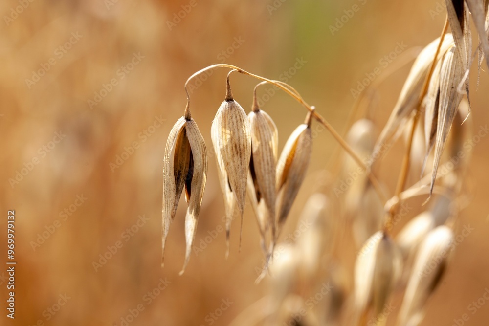 Spikelet of common wild oat, Avena fatua