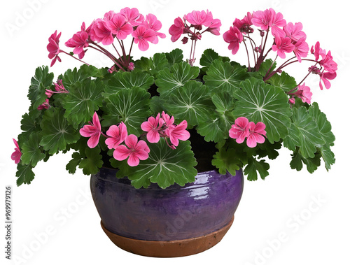 Pink geranium plant in purple pot on a transparent background