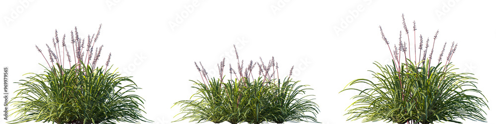 Set of Liriope muscari (big blue lilyturf, lilyturf, border grass, and monkey grass) frontal isolated png on a transparent background perfectly cutout high resolution Set of Liriope muscari (big blue lilyturf, lilyturf, border grass, and monkey grass) frontal isolated png on a transparent background perfectly cutout high resolution