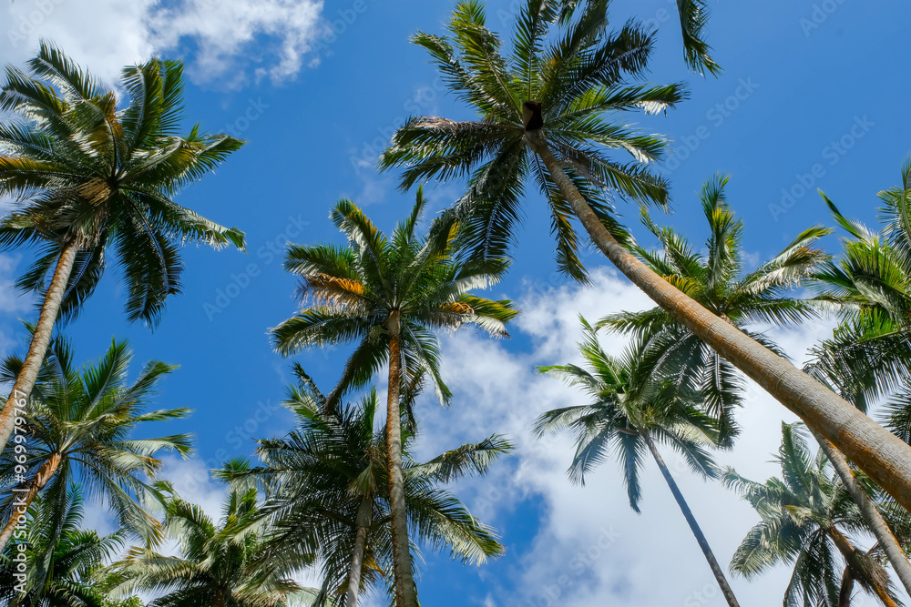 Beautiful high Palm Trees, Arecaceae, Palmae Beautiful high Palm Trees, Arecaceae, Palmae
