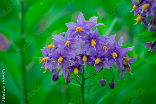 Photo of growing flowers in the garden photo