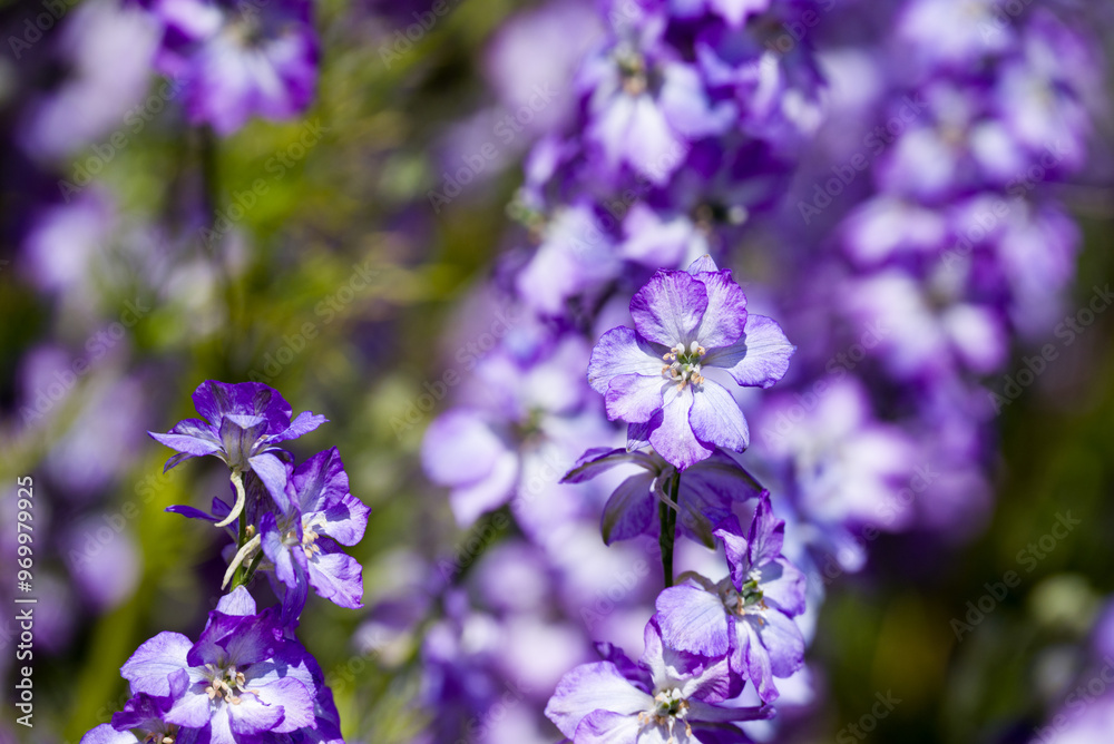 beautiful flowers growing on Confetti fields beautiful flowers growing on Confetti fields