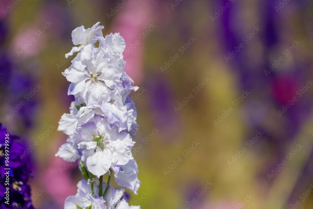 Obraz premium beautiful flowers growing on Confetti fields