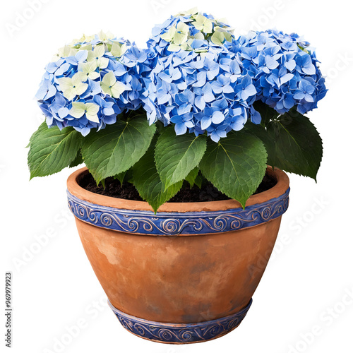 Blue hydrangea flowers in a pot on a transparent background