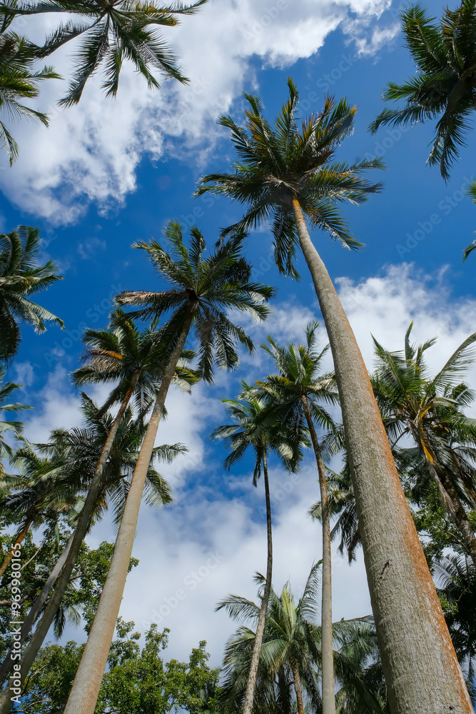 Beautiful high Palm Trees, Arecaceae, Palmae Beautiful high Palm Trees, Arecaceae, Palmae