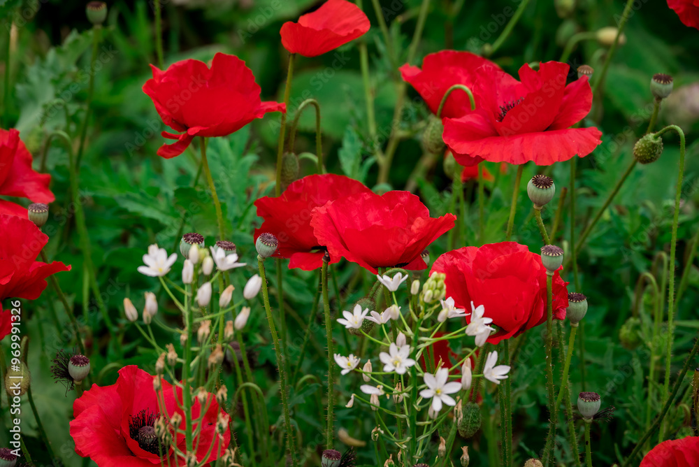 Photo of growing flowers in the garden Photo of growing flowers in the garden