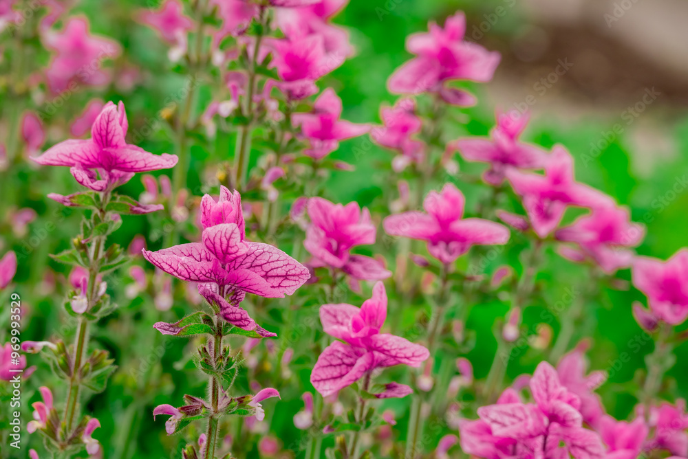 Photo of growing flowers in the garden