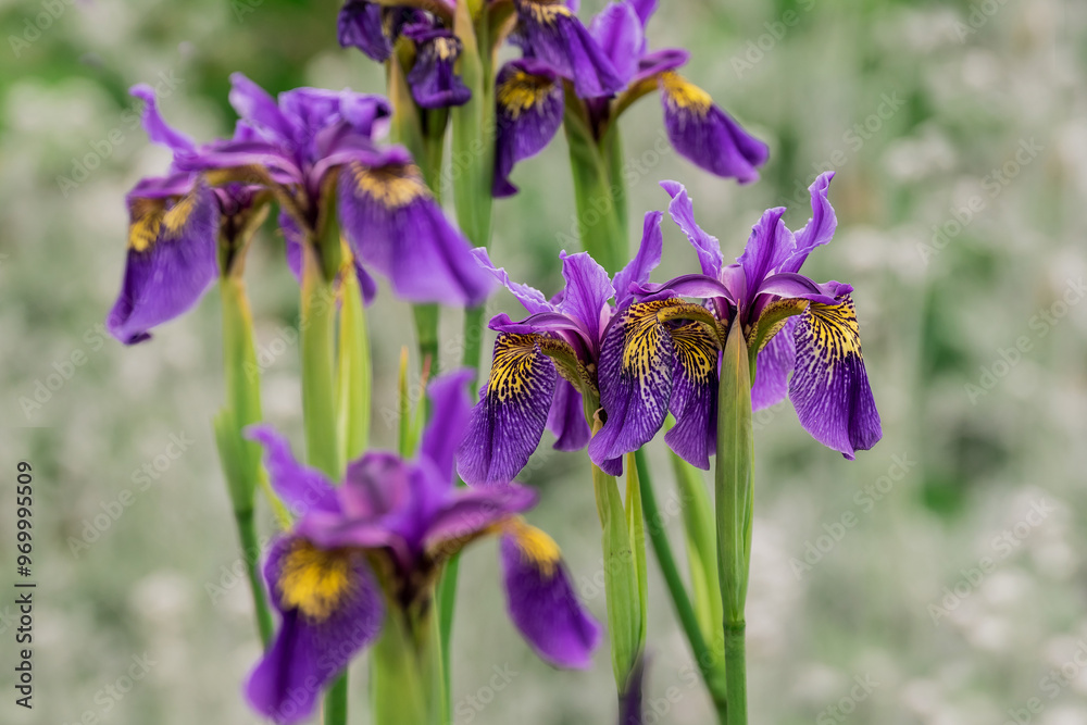 Photo of growing flowers in the garden Photo of growing flowers in the garden