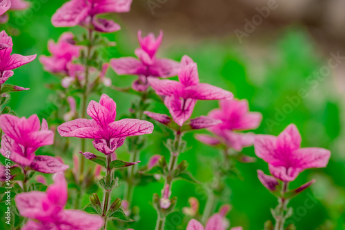 Photo of growing flowers in the garden