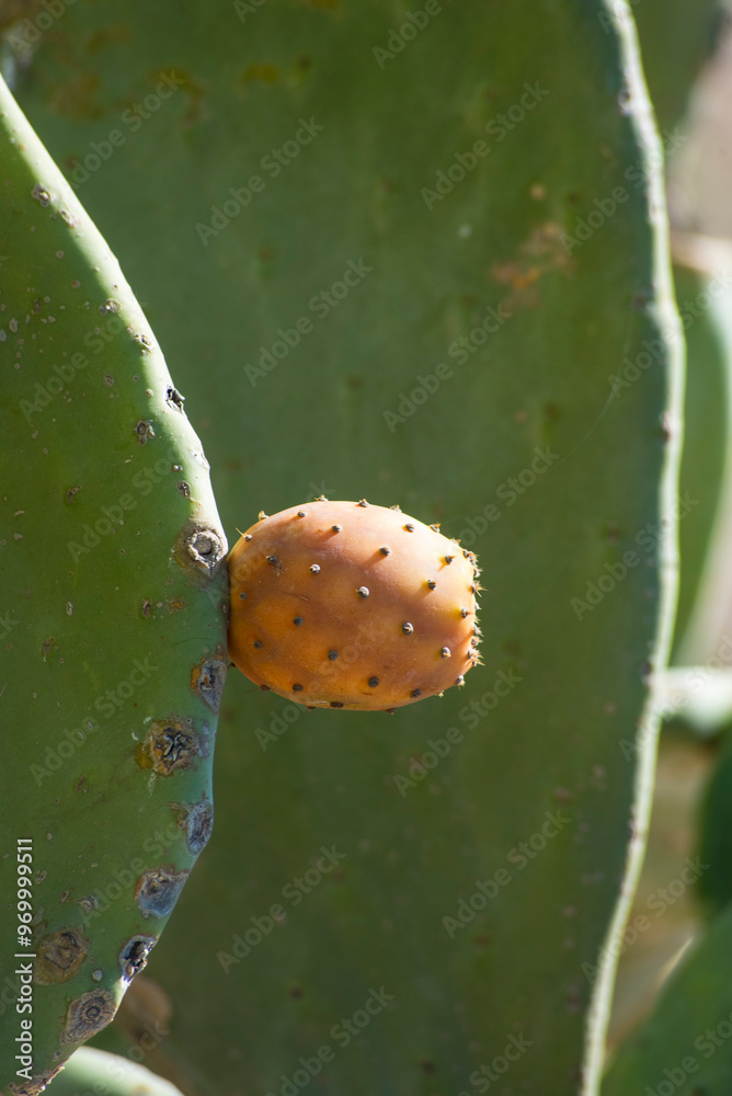 prickly pear on a pallet prickly pear on a pallet