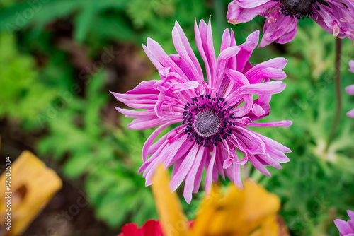 Photo of growing flowers in the garden photo