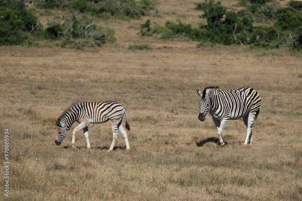Young zebra walking in front of another zebra eating grass