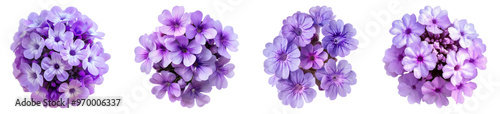 Verbena flower isolated on transparent background, set of