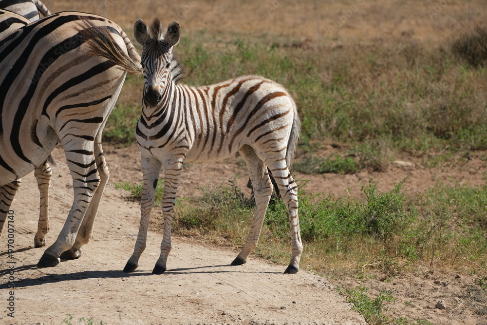 Baby zebra looking at the camera while following its herd to cross the road Baby zebra looking at the camera while following its herd to cross the road