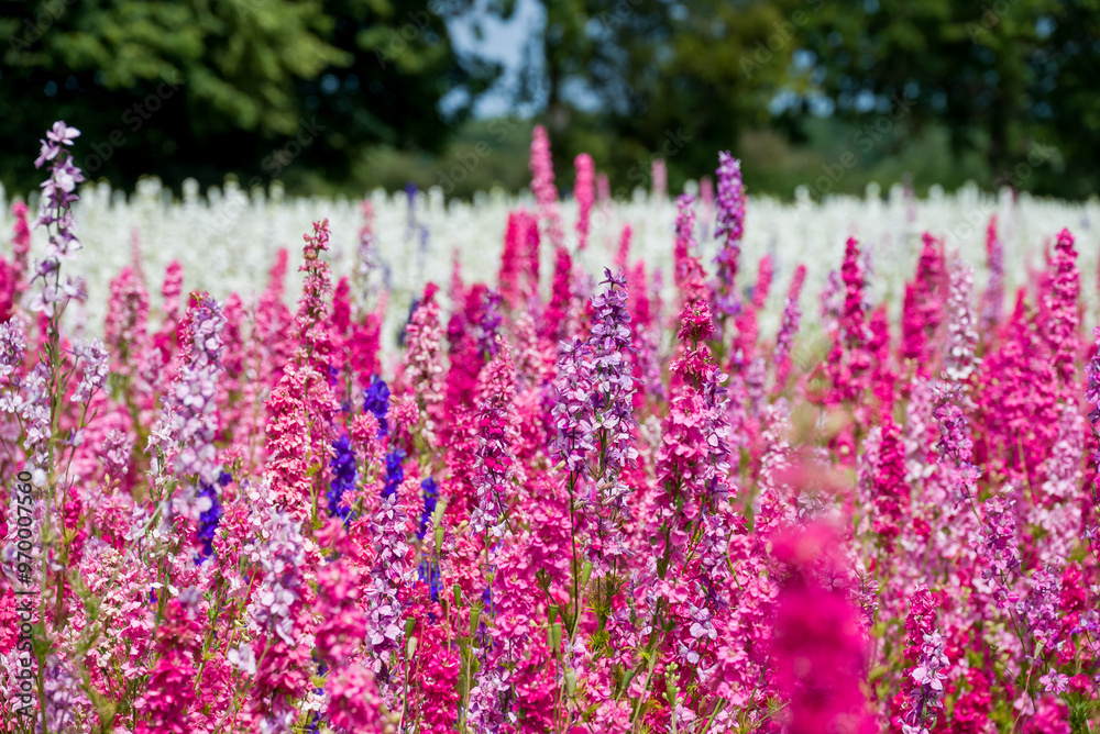 Obraz premium beautiful flowers growing on Confetti fields